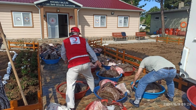 Kandıra’da 3 Ton Kalkan Balığına El Konuldu