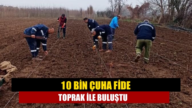 10 bin çuha fide toprak ile buluştu