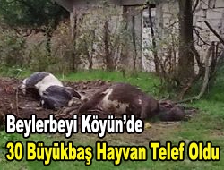 Beylerbeyi Köyünde 30 Büyükbaş Hayvan Telef Oldu