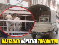 Hastalıklı köpekler toplanıyor