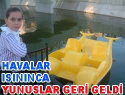 Havalar ısınınca yunuslar geri geldi