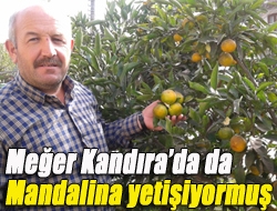 Meğer Kandırada da mandalina yetişiyormuş