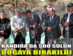 Kandırada 500 sülün doğaya bırakıldı