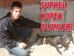 Şüpheli köpek ölümleri