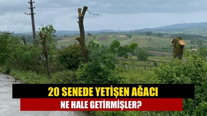 20 senede yetişen ağacı ne hale getirmişler?