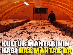 Hollandada gördü, Kandırada uyguladı
