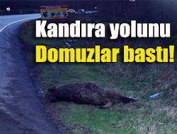 Kandıra yolunu domuzlar bastı!