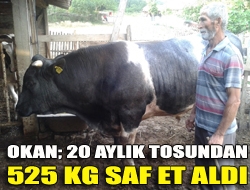 Okan; 20 aylık Tosundan 525 Kg Saf Et Aldı