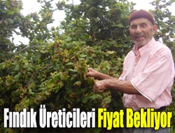 Fındık üreticileri fiyat bekliyor