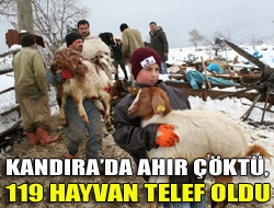 Kandırada ahır çöktü, 119 hayvan telef oldu