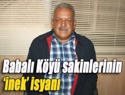 Babalı Köyü sakinlerinin inek isyanı