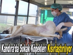 Kandırada Sokak Köpekleri Kısırlaştırılıyor