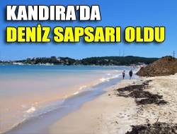 Kandırada deniz sapsarı oldu