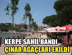 Kerpe Sahil Bandı Çınar Ağaçları Ekildi