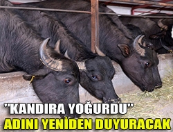 'Kandıra yoğurdu' adını yeniden duyuracak