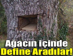 Ağacın içinde define aradılar!