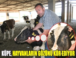 Küpe, hayvanların gözünü kör ediyor