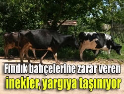 Fındık bahçelerine zarar veren inekler, yargıya taşınıyor