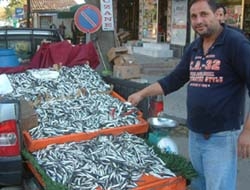 Kandıra'da Balıkçı çok, Balık yok !