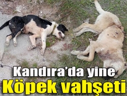 Kandırada yine köpek vahşeti