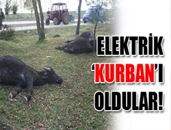 Kandıra`da 3 Manda Elektrik ‘Kurban’ı Oldular!