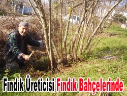 Fındık üreticisi fındık bahçelerinde