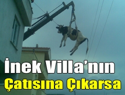 İnek Villanın çatısına çıkarsa