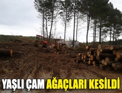 Yaşlı çam ağaçları kesildi