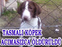 Tasmalı Köpek acımasızca öldürüldü