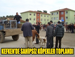 Kefkende sahipsiz köpekler toplandı