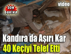 Kandıra da Aşırı Kar 40 Keçiyi Telef Etti