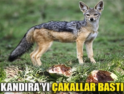 Kandırayı çakallar bastı