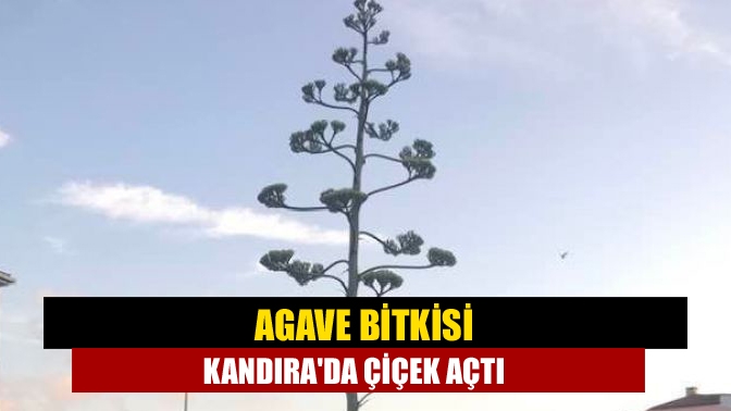 Agave bitkisi Kandırada çiçek açtı