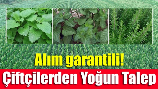 Alım garantili! Çiftçilerden yoğun talep