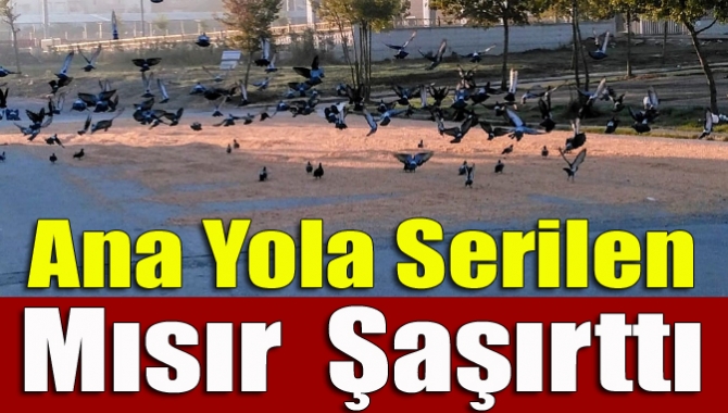 Ana yola serilen mısır şaşırttı