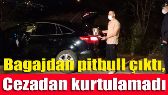 Bagajdan pitbull çıktı, cezadan kurtulamadı