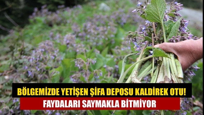 Bölgemizde yetişen Şifa deposu Kaldirek otu! Faydaları saymakla bitmiyor