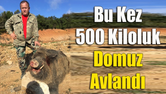 Bu kez 500 kiloluk domuz avlandı