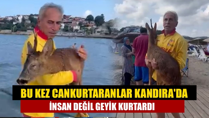 Bu kez Cankurtaranlar Kandırada insan değil geyik kurtardı