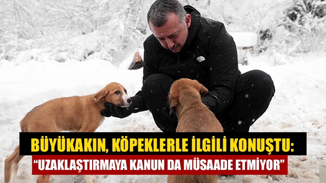 Büyükakın, köpeklerle ilgili konuştu: “Uzaklaştırmaya kanun da müsaade etmiyor”