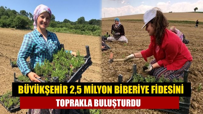 Büyükşehir 2,5 milyon biberiye fidesini toprakla buluşturdu