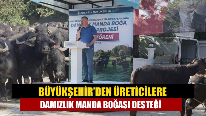 Büyükşehir’den üreticilere damızlık manda boğası desteği