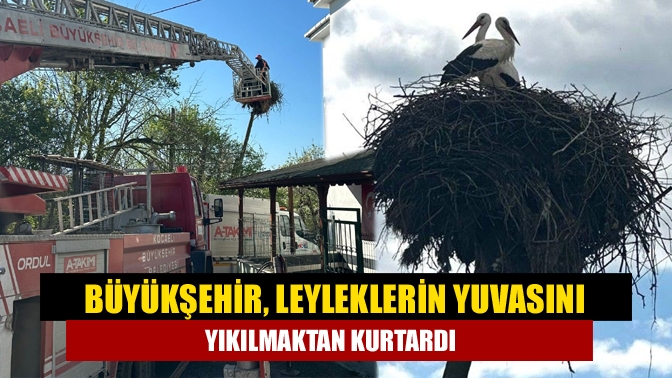 Büyükşehir, leyleklerin yuvasını yıkılmaktan kurtardı