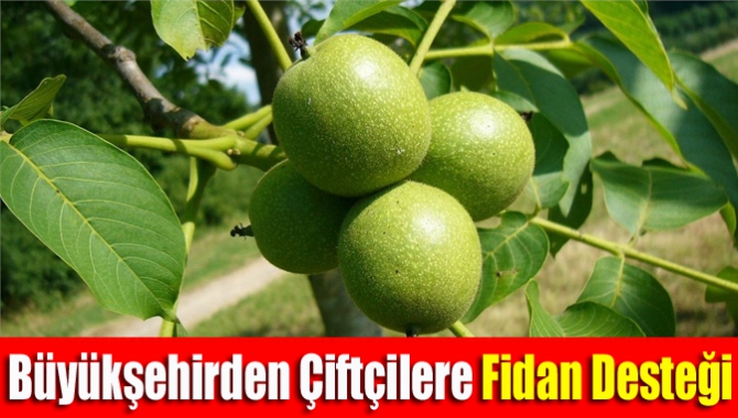 Büyükşehirden Çiftçilere Fidan Desteği