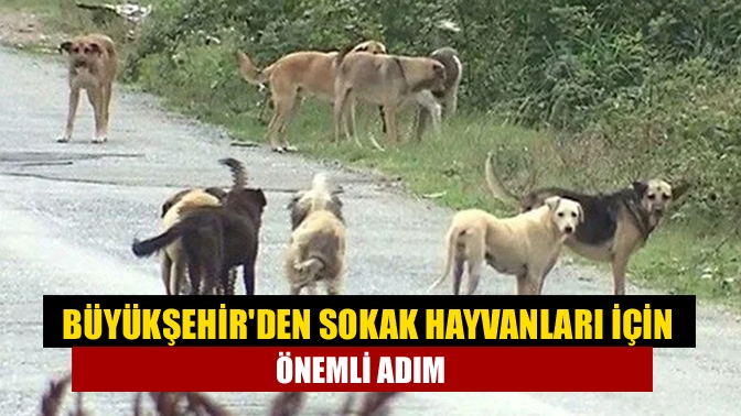 Büyükşehirden sokak hayvanları için önemli adım