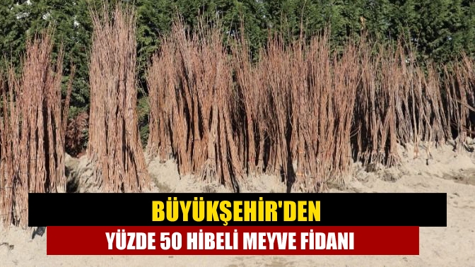 Büyükşehirden yüzde 50 hibeli meyve fidanı