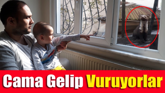 Cama gelip vuruyorlar