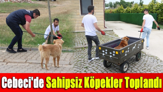 Cebeci'de sahipsiz köpekler toplandı