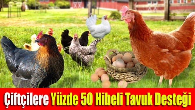 Çiftçilere yüzde 50 hibeli tavuk desteği