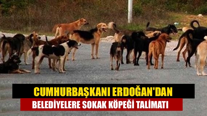 Cumhurbaşkanı Erdoğandan belediyelere sokak köpeği talimatı